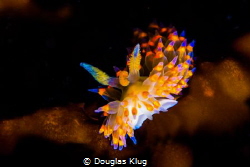 glowing on the kelp A rare Santa Barbara Janulos nudibran... by Douglas Klug 